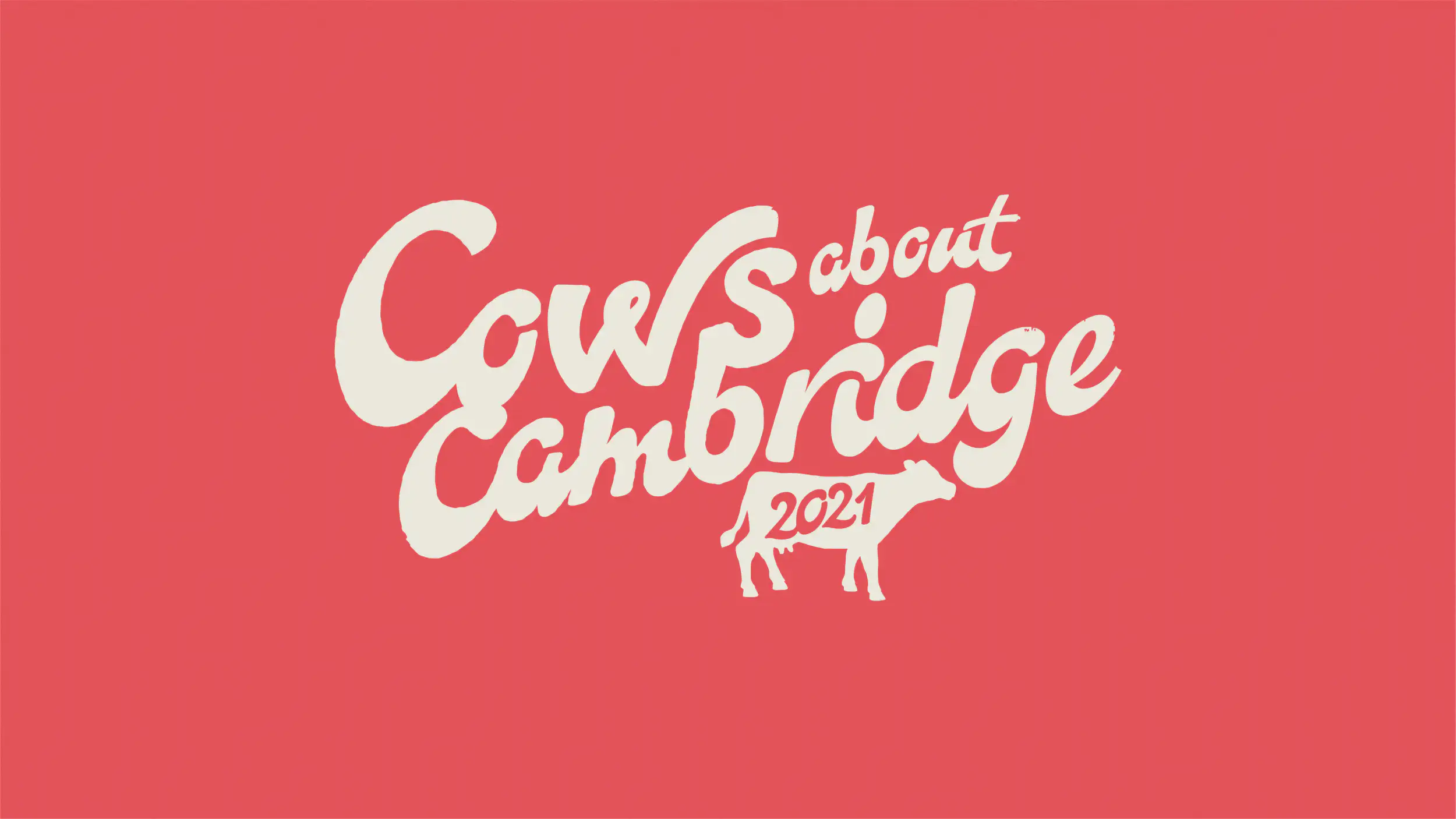 Cows about Cambridge